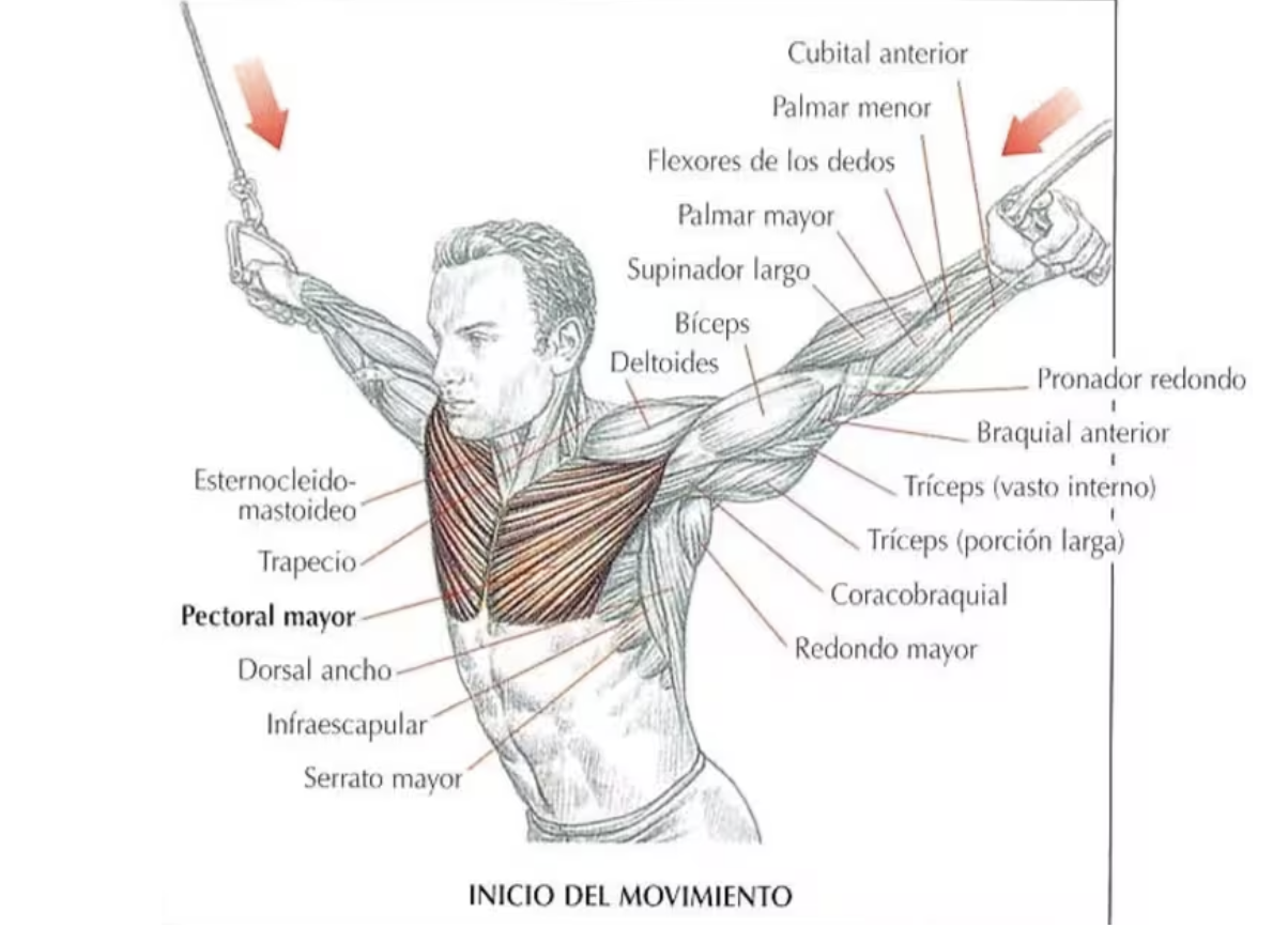 gu-a-para-realizar-cruce-polea-alta-para-pecho-universidad-del-deporte